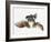 Black Moor Goldfish (Carassius Auratus)-Don Farrall-Framed Photographic Print