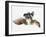 Black Moor Goldfish (Carassius Auratus)-Don Farrall-Framed Photographic Print