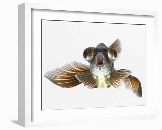 Black Moor Goldfish (Carassius Auratus)-Don Farrall-Framed Photographic Print