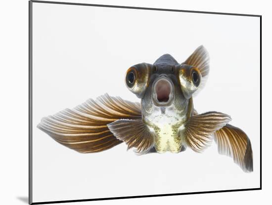 Black Moor Goldfish (Carassius Auratus)-Don Farrall-Mounted Photographic Print