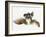 Black Moor Goldfish (Carassius Auratus)-Don Farrall-Framed Photographic Print