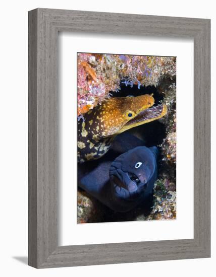 Black moray and Tiger moray eels, Tenerife-Sergio Hanquet-Framed Photographic Print