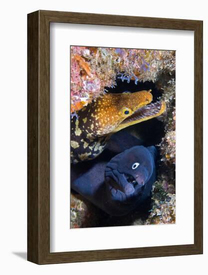 Black moray and Tiger moray eels, Tenerife-Sergio Hanquet-Framed Photographic Print