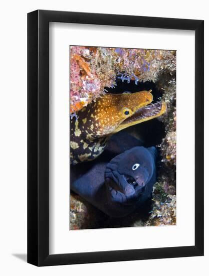 Black moray and Tiger moray eels, Tenerife-Sergio Hanquet-Framed Photographic Print