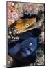 Black moray and Tiger moray eels, Tenerife-Sergio Hanquet-Mounted Photographic Print