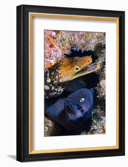 Black moray and Tiger moray eels, Tenerife-Sergio Hanquet-Framed Photographic Print