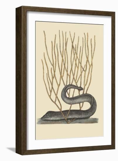 Black Moray Eel-Mark Catesby-Framed Art Print