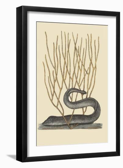 Black Moray Eel-Mark Catesby-Framed Art Print