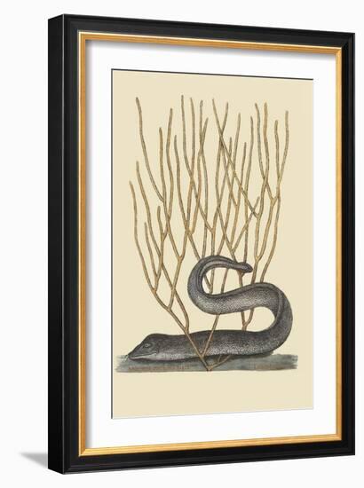 Black Moray Eel-Mark Catesby-Framed Art Print