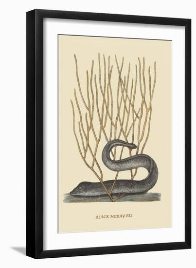 Black Moray Eel-Mark Catesby-Framed Art Print