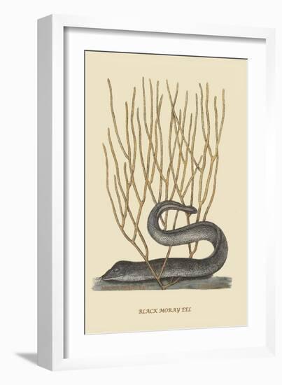 Black Moray Eel-Mark Catesby-Framed Art Print