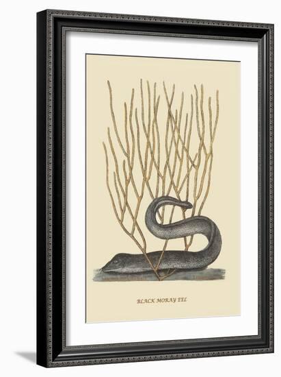 Black Moray Eel-Mark Catesby-Framed Art Print