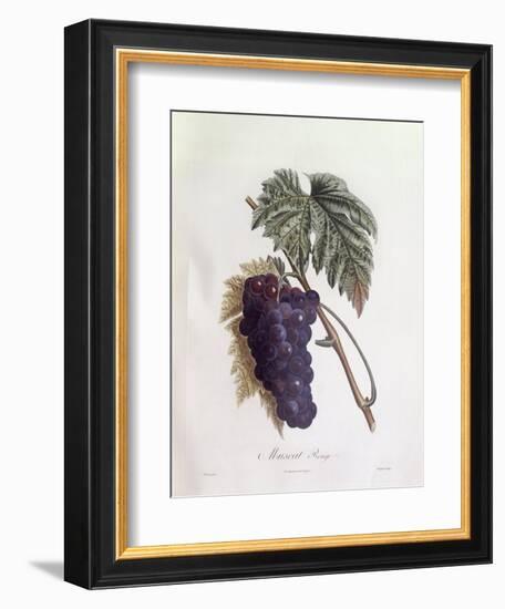 Black Muscat Grapes Henry Louis Duhamel Du Monceau, Botanical Plate by Pierre Jean Francois Turpin-null-Framed Giclee Print