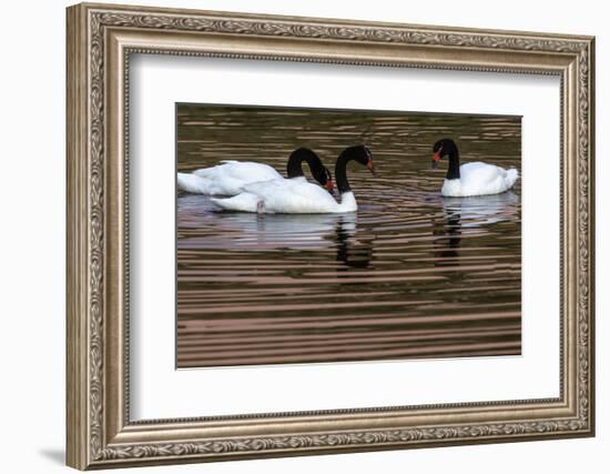 Black Neck Swans-Art Wolfe-Framed Photographic Print