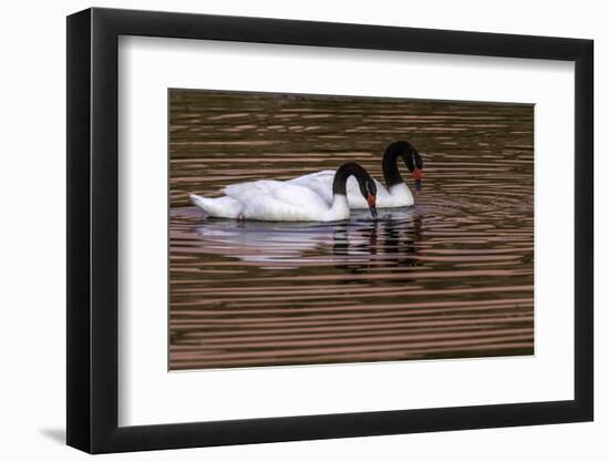 Black Neck Swans-Art Wolfe-Framed Photographic Print