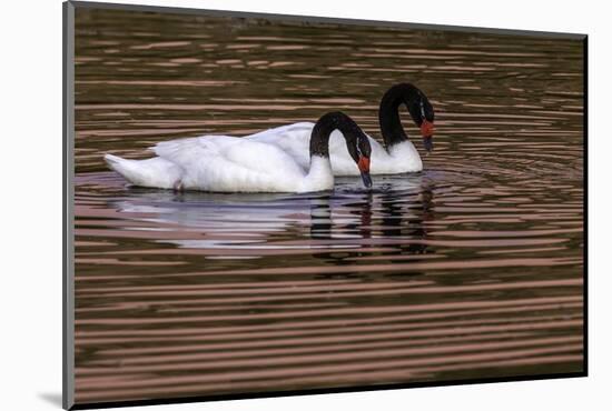 Black Neck Swans-Art Wolfe-Mounted Photographic Print