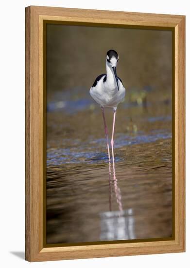 Black-necked stilt, Myakka River State Park, Florida-Adam Jones-Framed Premier Image Canvas