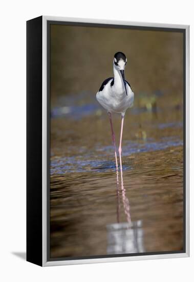 Black-necked stilt, Myakka River State Park, Florida-Adam Jones-Framed Premier Image Canvas