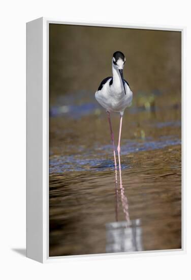 Black-necked stilt, Myakka River State Park, Florida-Adam Jones-Framed Premier Image Canvas