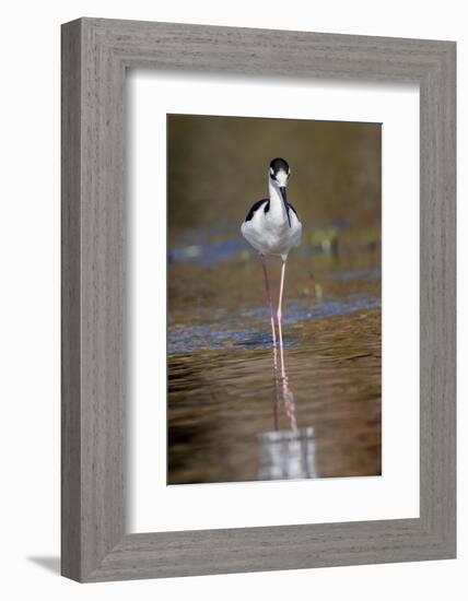 Black-necked stilt, Myakka River State Park, Florida-Adam Jones-Framed Photographic Print