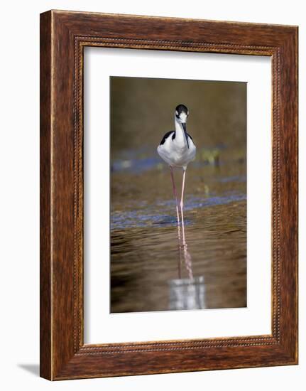 Black-necked stilt, Myakka River State Park, Florida-Adam Jones-Framed Photographic Print