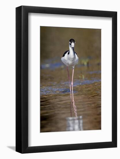 Black-necked stilt, Myakka River State Park, Florida-Adam Jones-Framed Photographic Print