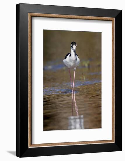 Black-necked stilt, Myakka River State Park, Florida-Adam Jones-Framed Photographic Print