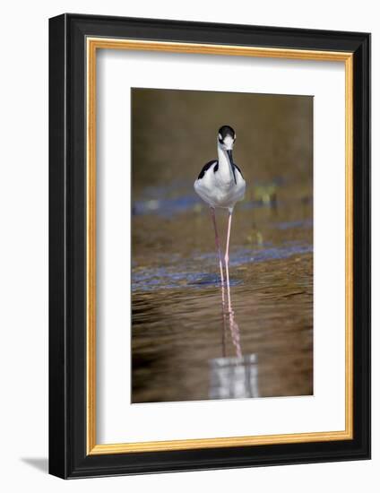 Black-necked stilt, Myakka River State Park, Florida-Adam Jones-Framed Photographic Print