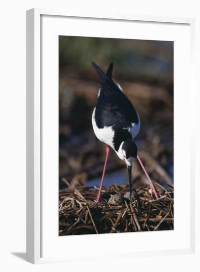 Black-Necked Stilt on Nest-DLILLC-Framed Photographic Print