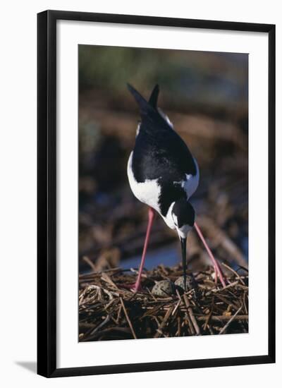 Black-Necked Stilt on Nest-DLILLC-Framed Photographic Print