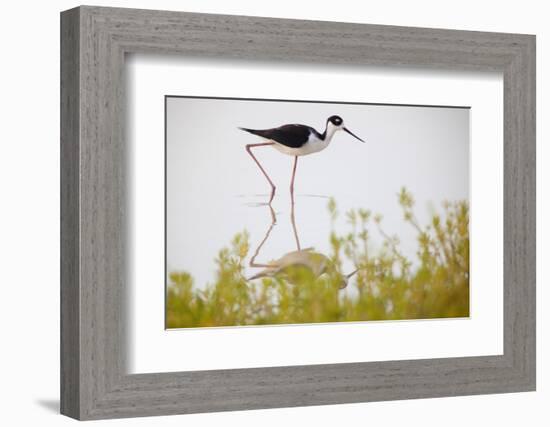 Black-necked stilt walking, Yucatan Peninsula, Mexico-Claudio Contreras-Framed Photographic Print