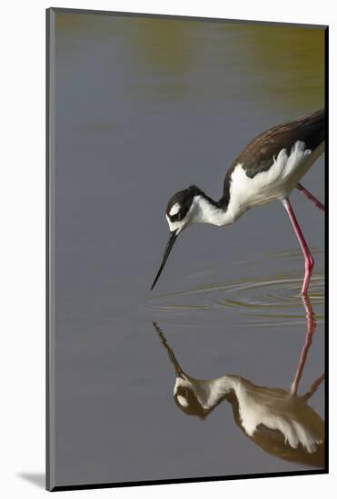 Black Necked Stilt with Reflection, Eco Pond, Everglades National Park, Florida-Maresa Pryor-Mounted Photographic Print