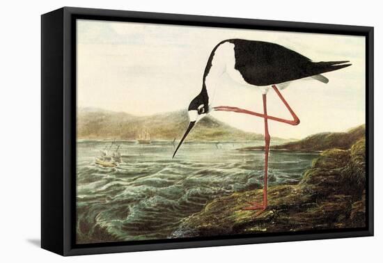 Black-necked Stilt-John James Audubon-Framed Stretched Canvas