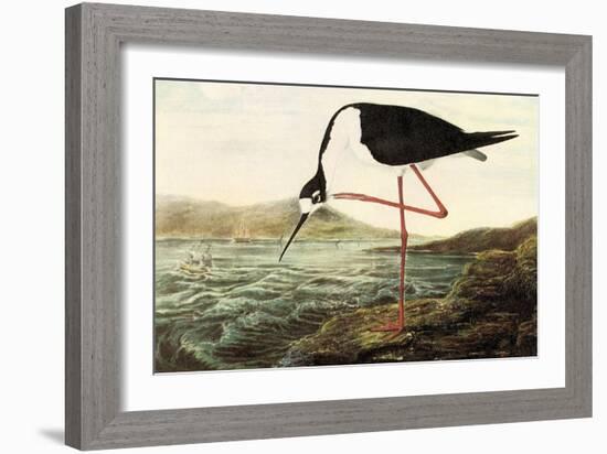 Black-necked Stilt-John James Audubon-Framed Art Print