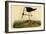 Black-necked Stilt-John James Audubon-Framed Art Print