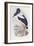 Black-Necked Stork (Ephippiorhynchus Asiaticus)-John Gould-Framed Giclee Print