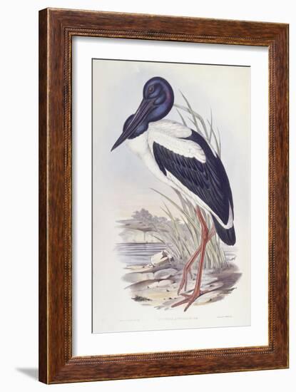 Black-Necked Stork (Ephippiorhynchus Asiaticus)-John Gould-Framed Giclee Print