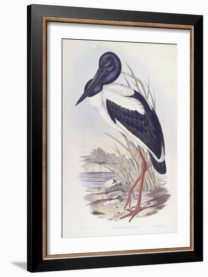 Black-Necked Stork (Ephippiorhynchus Asiaticus)-John Gould-Framed Giclee Print