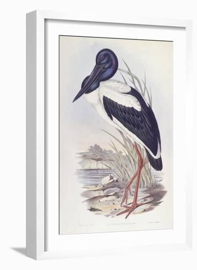 Black-Necked Stork (Ephippiorhynchus Asiaticus)-John Gould-Framed Giclee Print