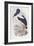 Black-Necked Stork (Ephippiorhynchus Asiaticus)-John Gould-Framed Giclee Print