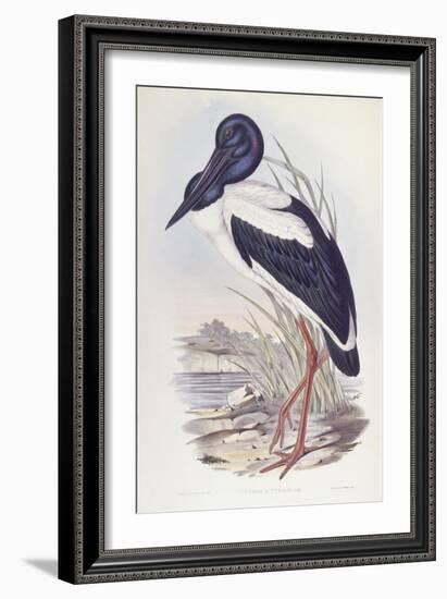 Black-Necked Stork (Ephippiorhynchus Asiaticus)-John Gould-Framed Giclee Print