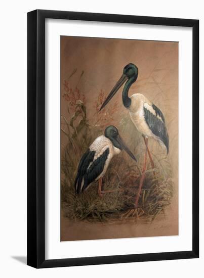 Black-Necked Stork (Xenorhynchus Australis), 1856-67-Joseph Wolf-Framed Giclee Print