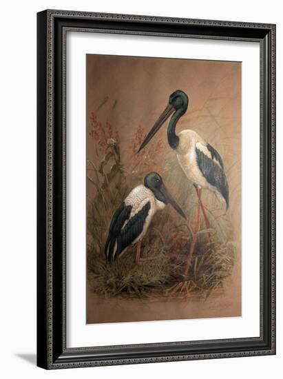 Black-Necked Stork (Xenorhynchus Australis), 1856-67-Joseph Wolf-Framed Giclee Print