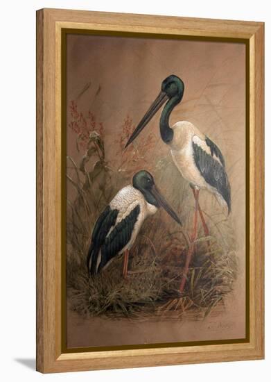 Black-Necked Stork (Xenorhynchus Australis), 1856-67-Joseph Wolf-Framed Premier Image Canvas