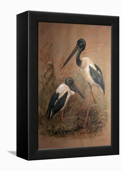 Black-Necked Stork (Xenorhynchus Australis), 1856-67-Joseph Wolf-Framed Premier Image Canvas