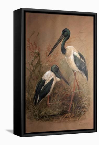 Black-Necked Stork (Xenorhynchus Australis), 1856-67-Joseph Wolf-Framed Premier Image Canvas