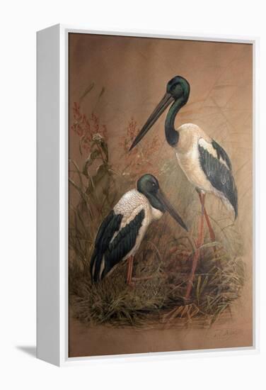 Black-Necked Stork (Xenorhynchus Australis), 1856-67-Joseph Wolf-Framed Premier Image Canvas