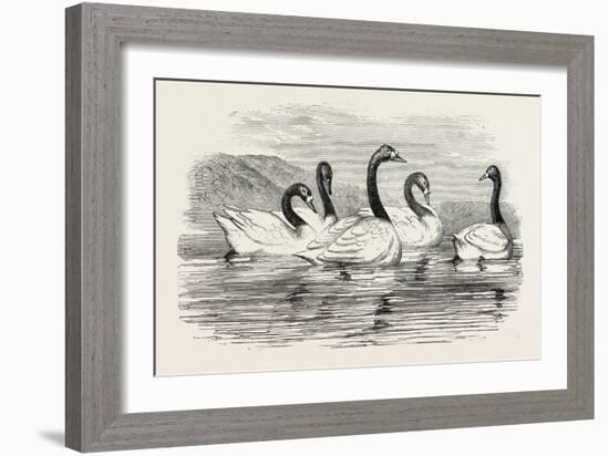 Black-Necked Swans, in the Knowsley Aviary, UK-null-Framed Giclee Print