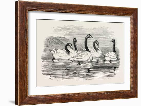 Black-Necked Swans, in the Knowsley Aviary, UK-null-Framed Giclee Print