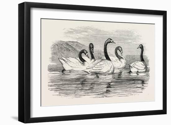 Black-Necked Swans, in the Knowsley Aviary, UK-null-Framed Giclee Print